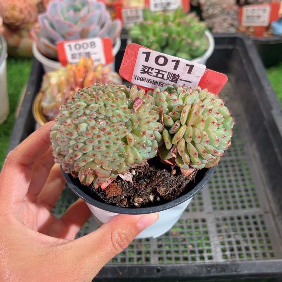 表妹精品多肉1011.