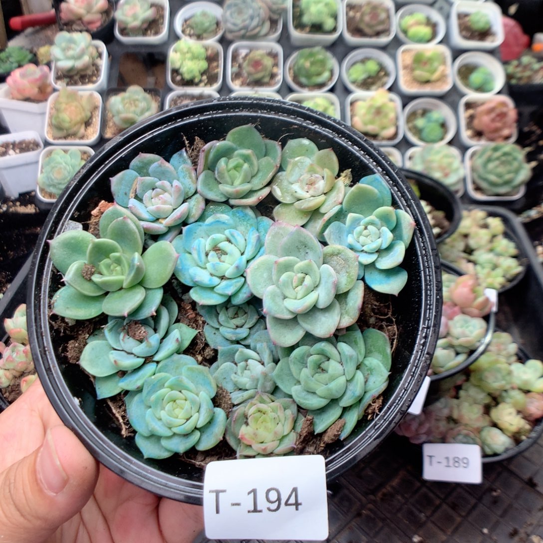 无花朵T194英语英语
