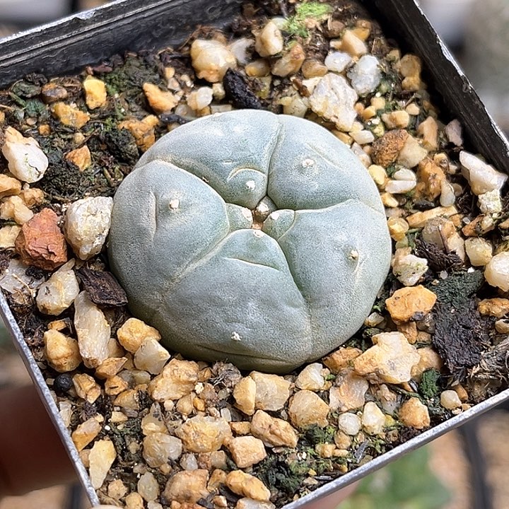 Kk肋骨wu海鲜实生球一颗3.5公分