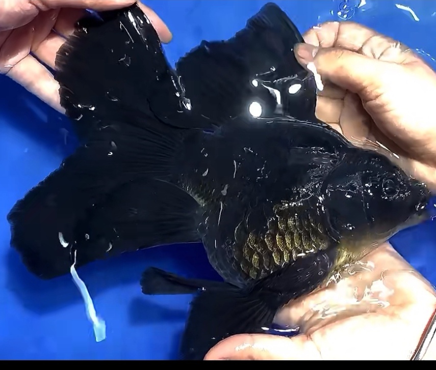 16-19公分墨蝶肚包金赛级精品石墨黑蝴蝶鲤顺丰包邮渔场直发