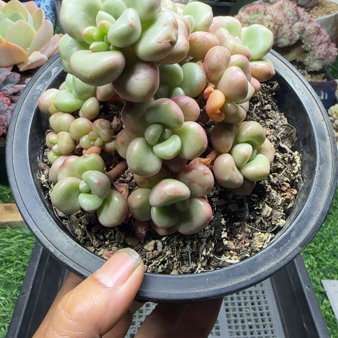 锦安精品多肉植物209
