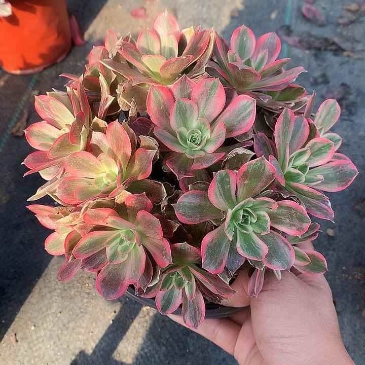 803浣纱多肉植物