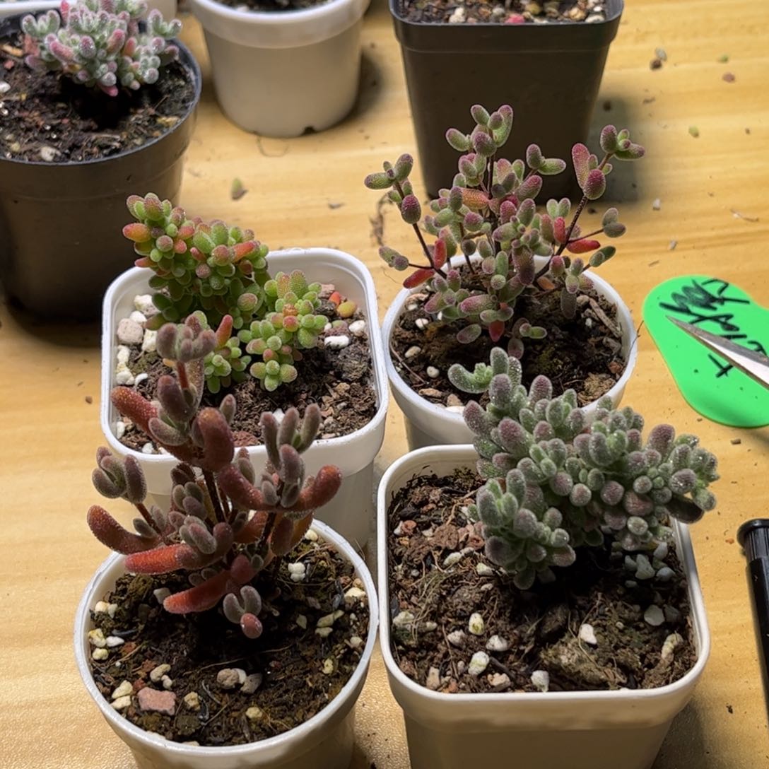 昕宝套餐枝干番杏