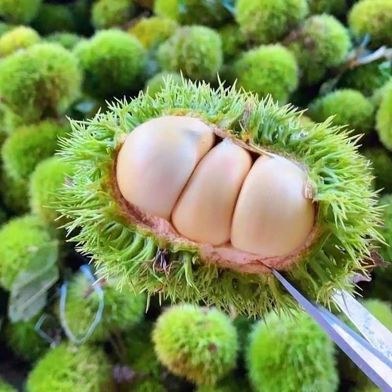 新鲜当季花白红壳板栗熟吃粉糯口感香甜