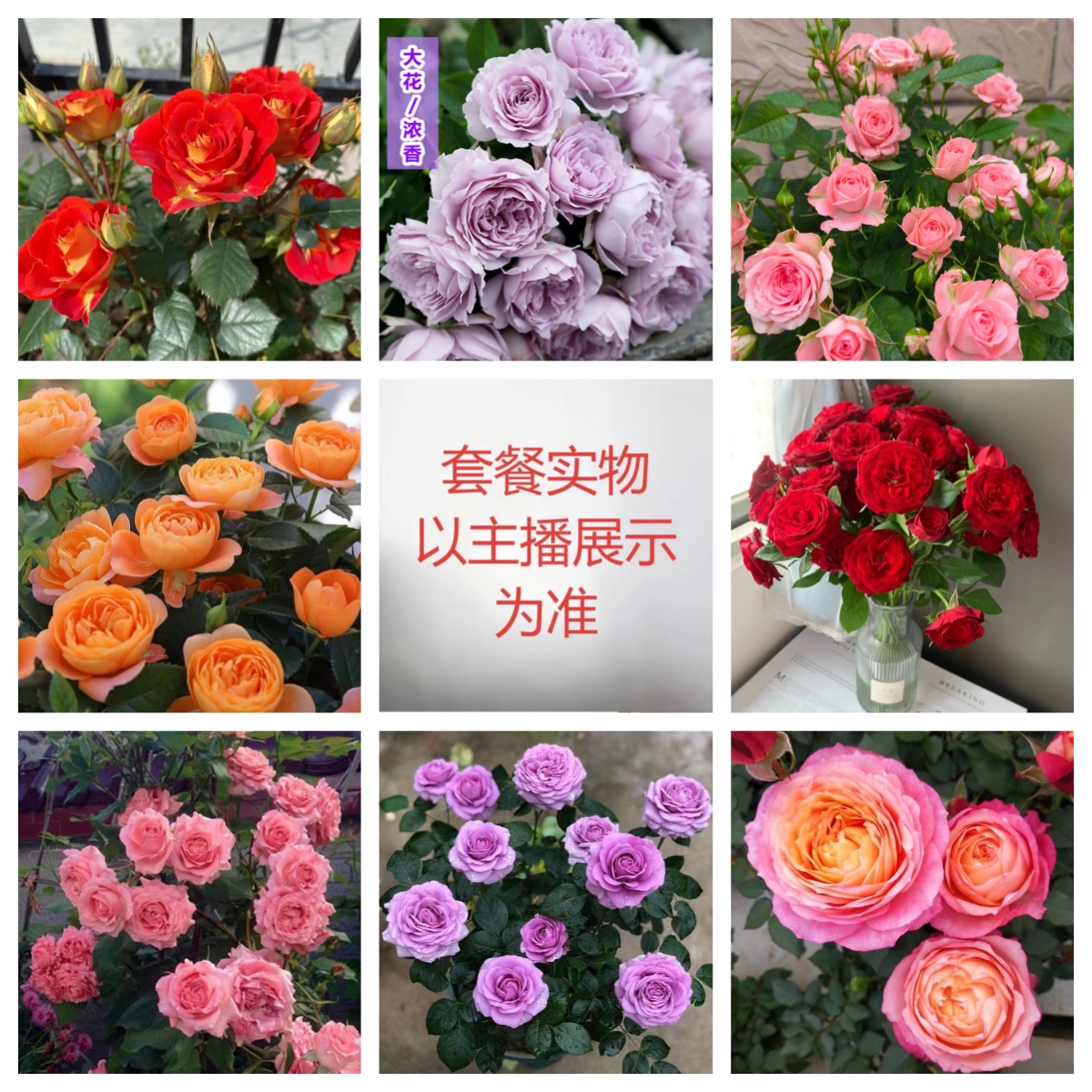 盆栽玫瑰带盆发货四季可种多色月季花苗带花苞