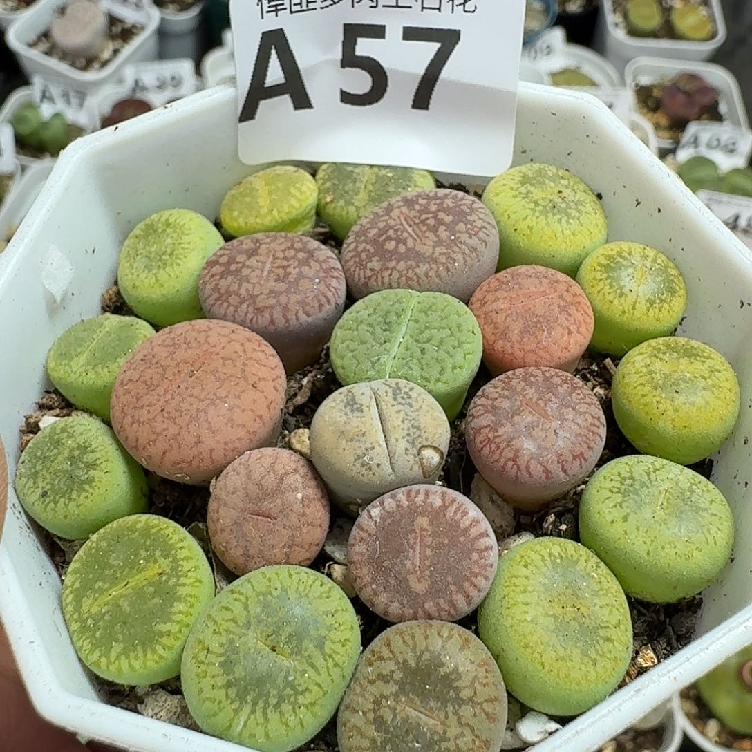 57多肉植物多肉植物