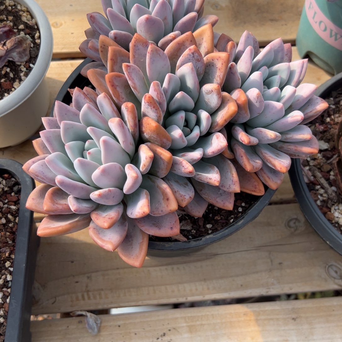 多肉植物多头奥普琳娜