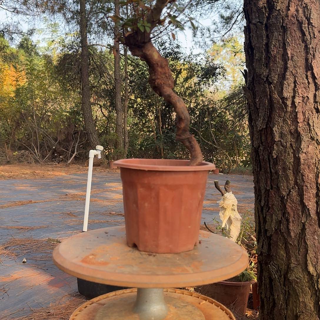 映山红小老盆花小