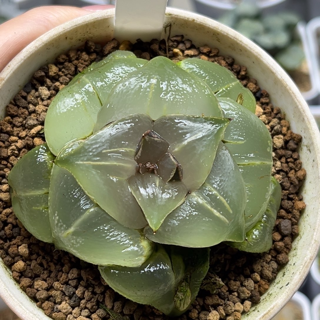 淡***风197玉颜芭提雅福利专场