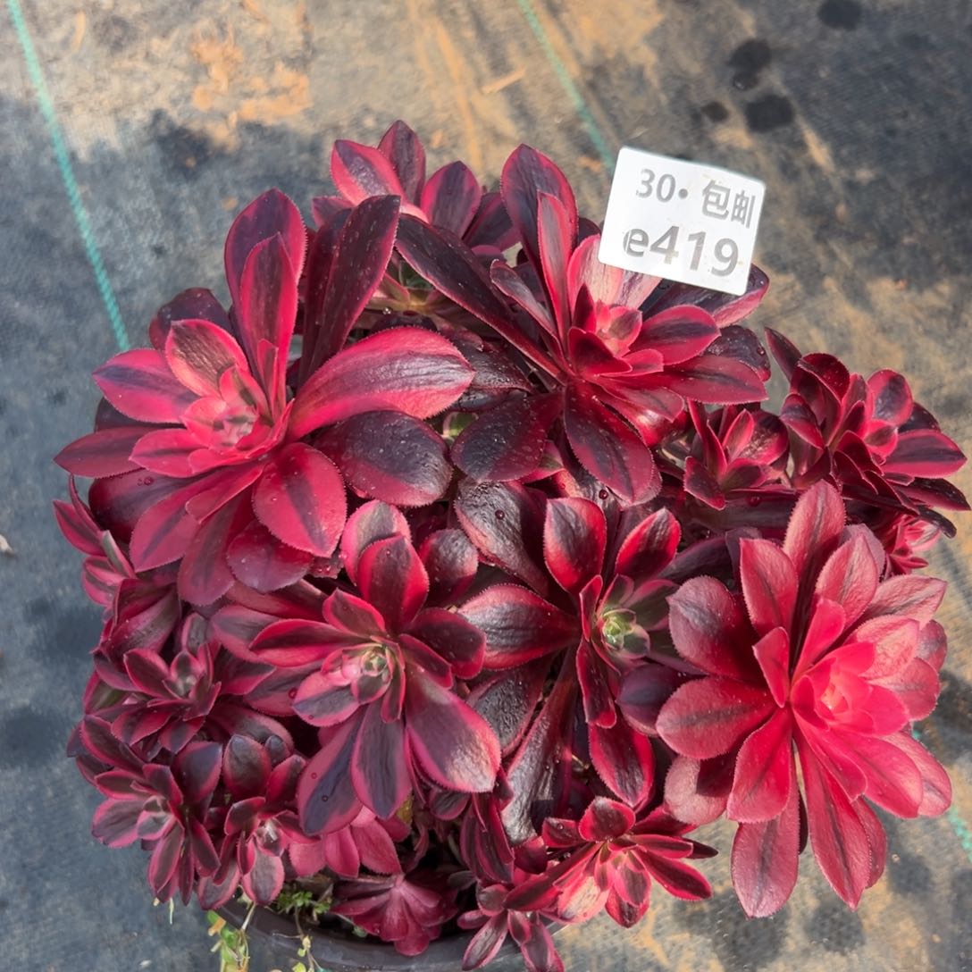 419凤冠母本多肉法师