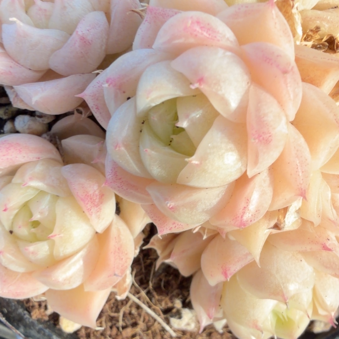 东篱下多肉植物哈哈哈78