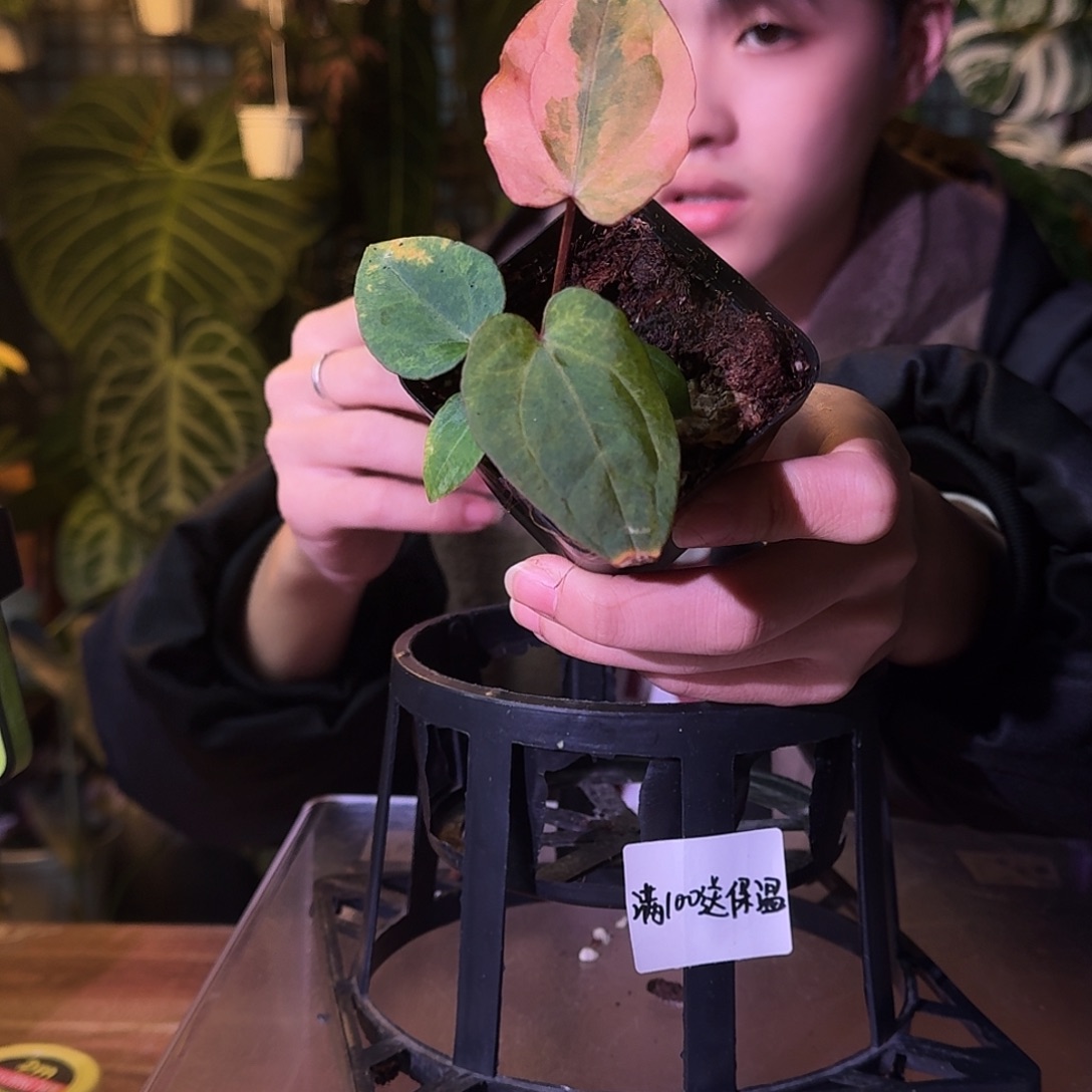 不开花植物G384黑桃鸡粉锦
