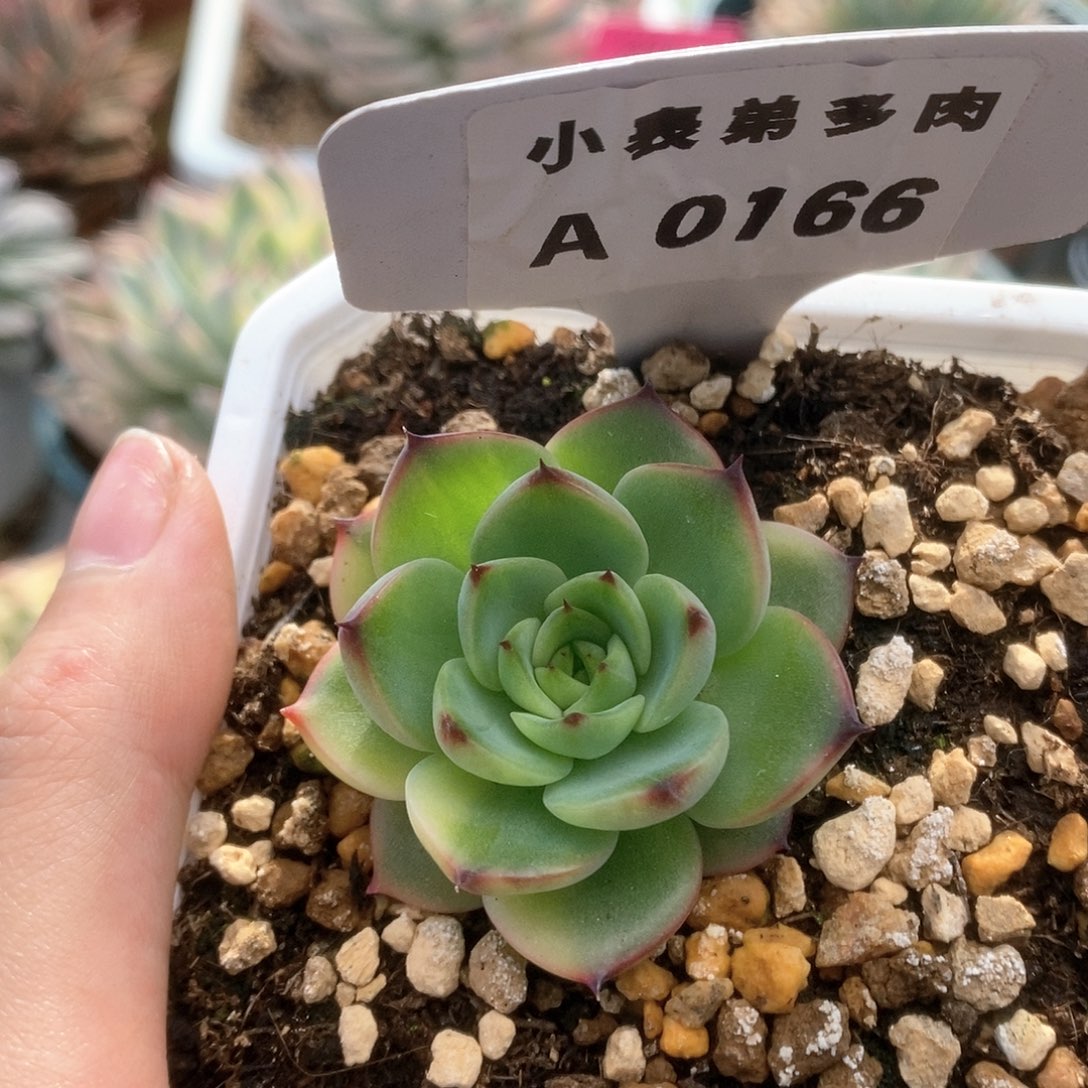 A166月亮石锦锦锦锦锦