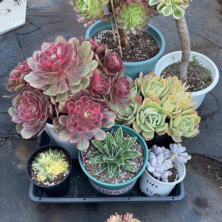 君***笑发甜茶8颗精品多肉