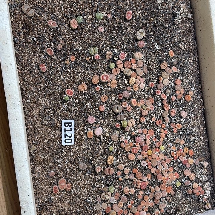 生120石花整框脱土发货不售后