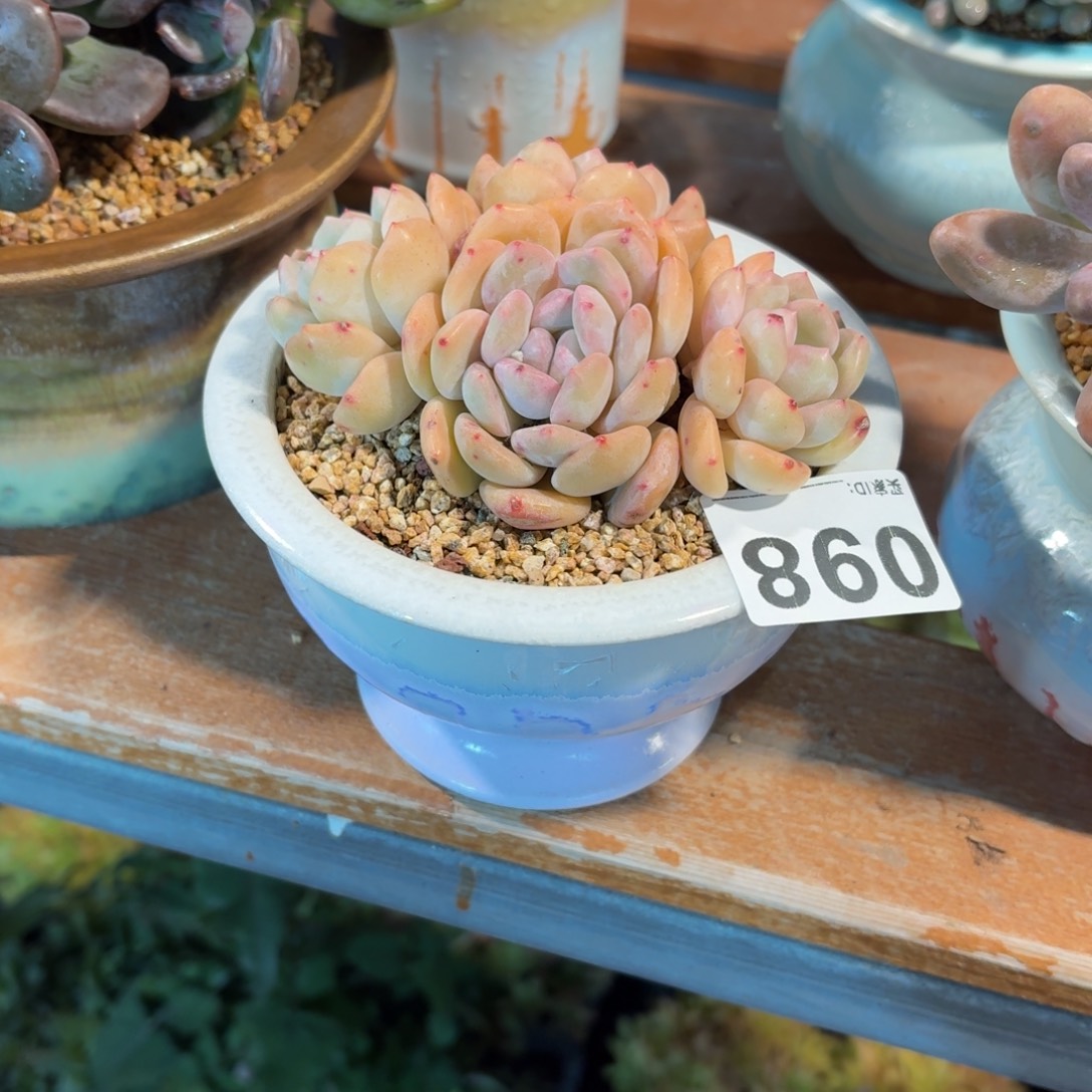 佑***桉晚香玉多肉带盆发货