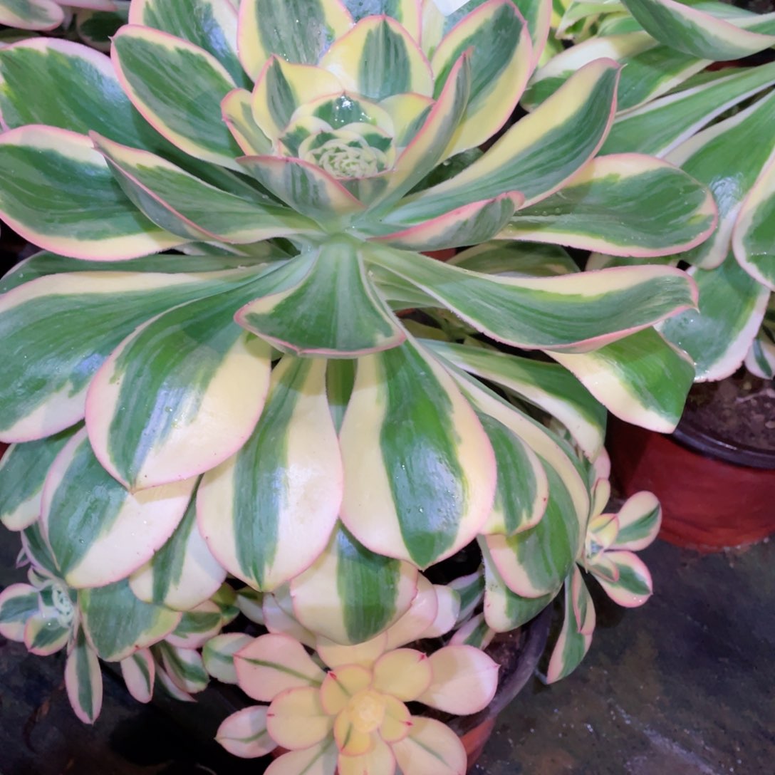 多肉植物燕姿锦734