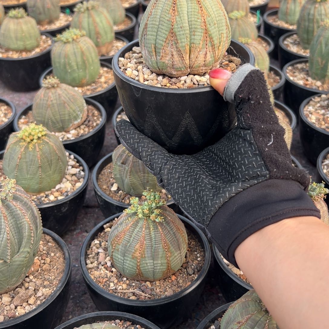 布纹球wwwwwwwwwwwwwwwww