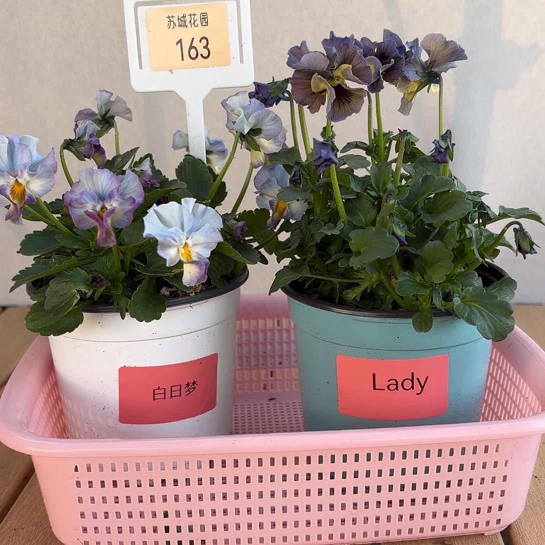 大部分开放少量花苞163