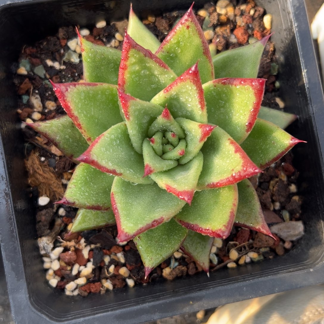 多肉植物一物一拍（39号）