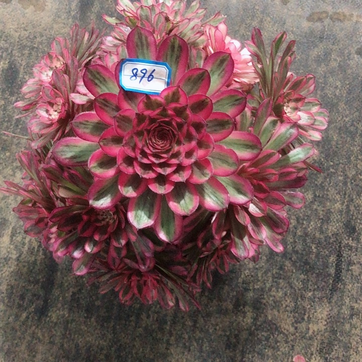 896白月光多肉法师