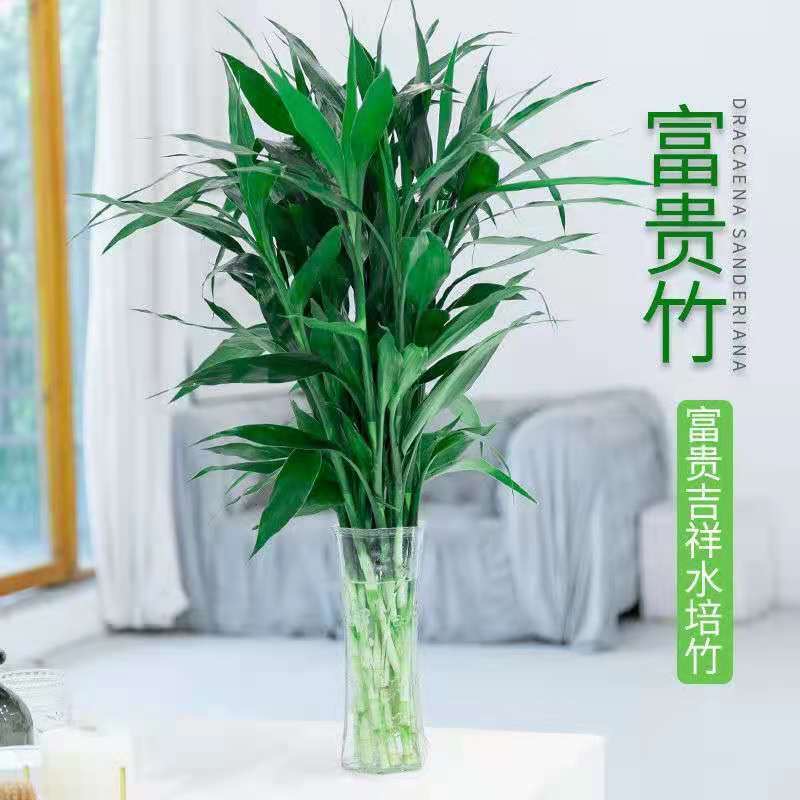【插水就活】新鲜绿竹桌面摆件绿植花卉竹水培植物办公花卉
