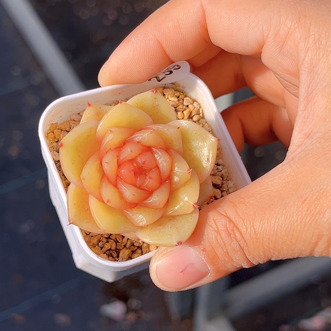 239 柠檬芭菲   满18包邮