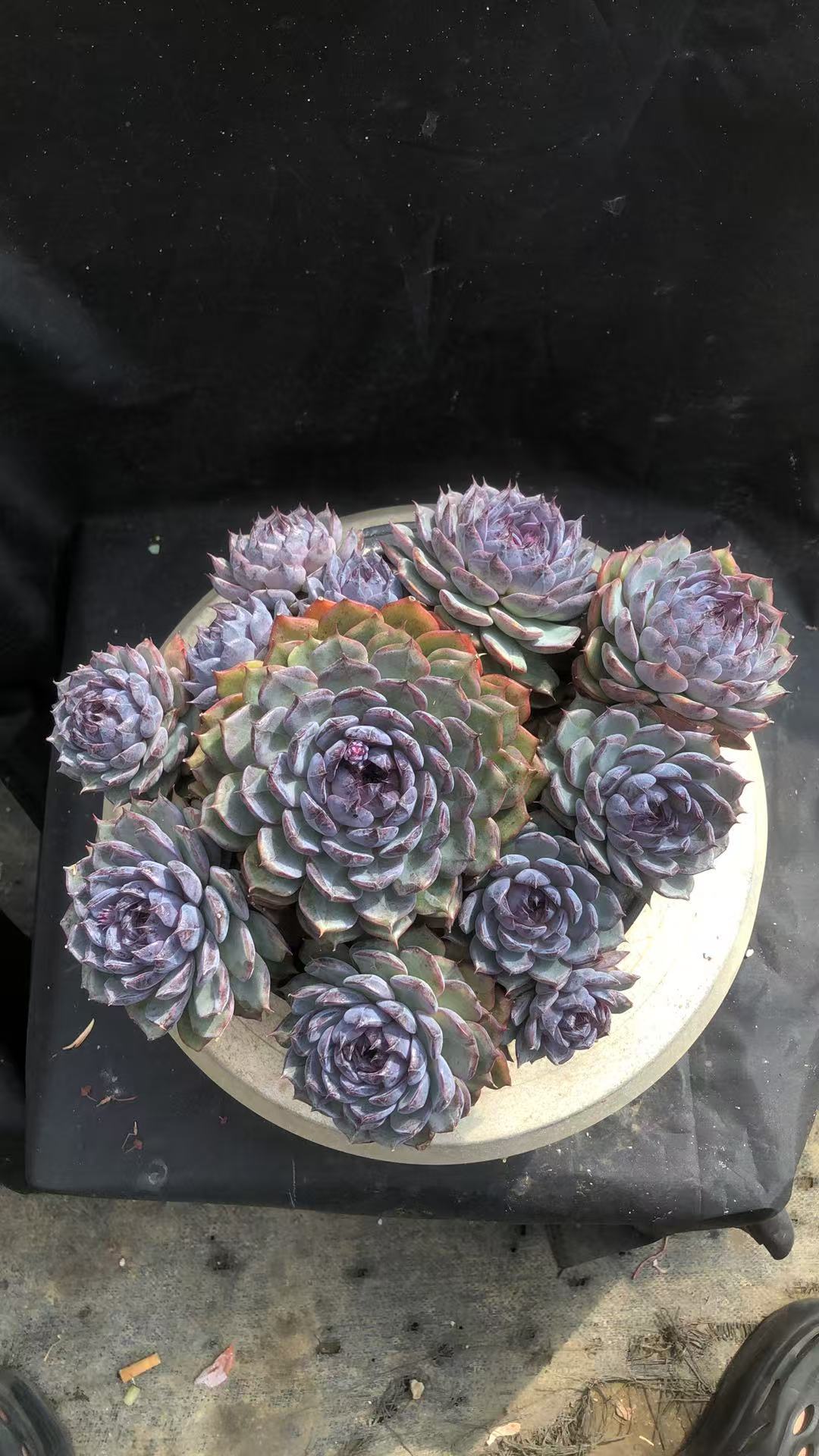 黑莓老桩手捧花精控 