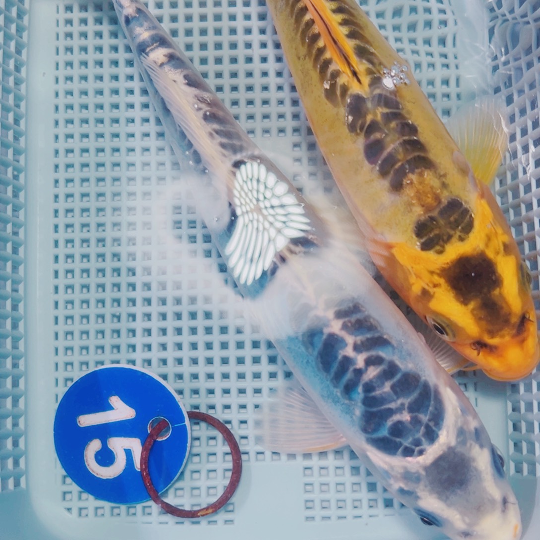 海水鱼锦鲤观赏鱼15