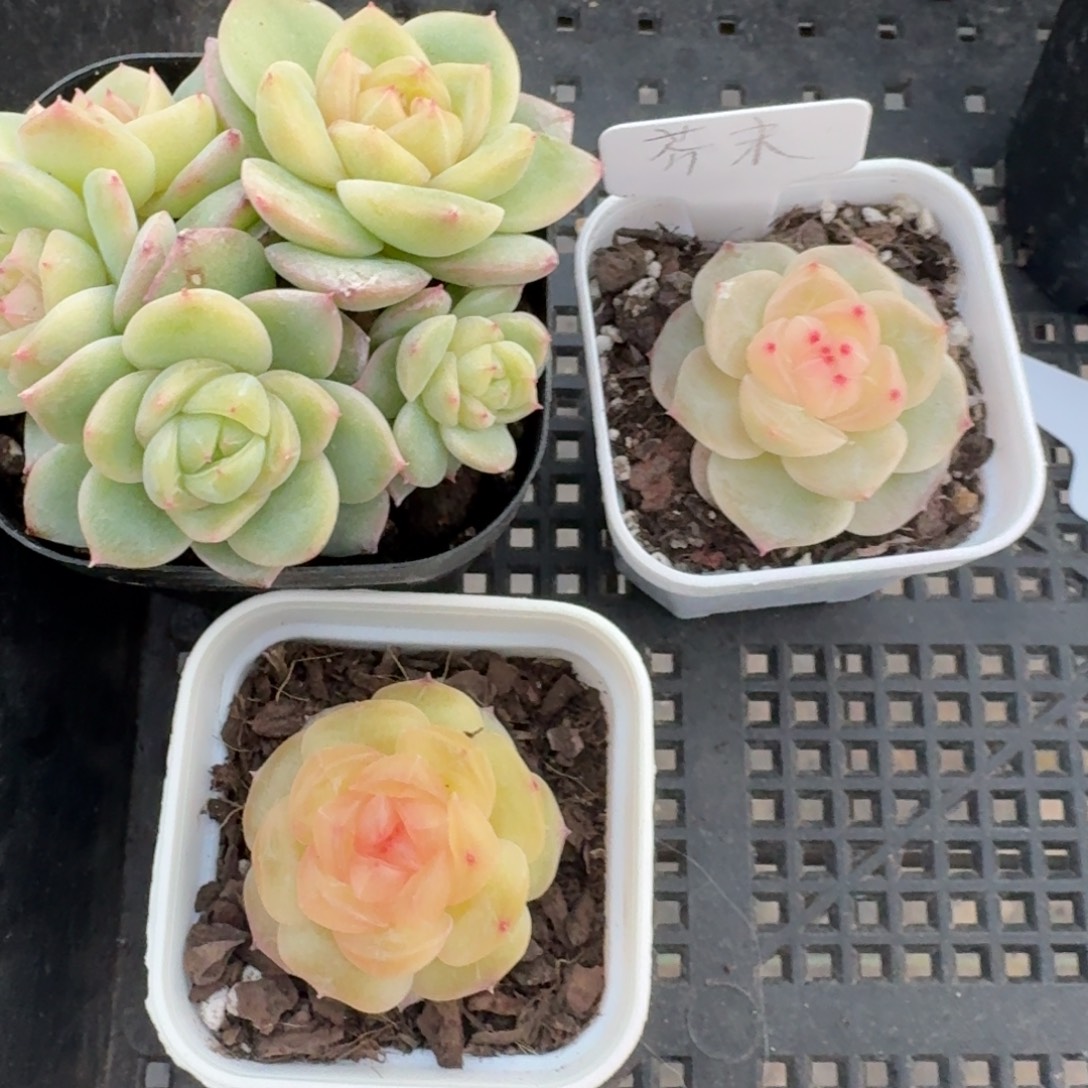 芥***事1212-06-芥末补差价多肉