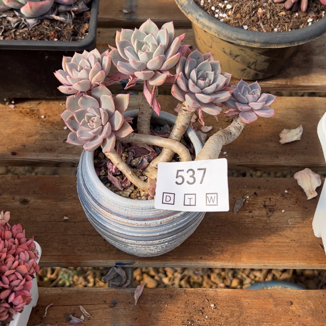 537多肉植物盆栽花卉