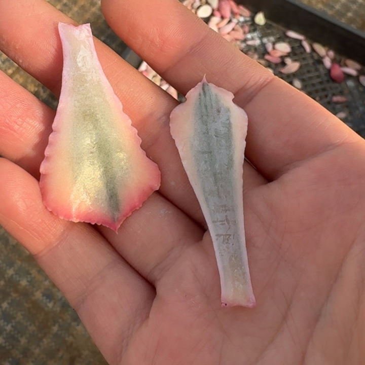 晚霞之舞叶片一片的价格