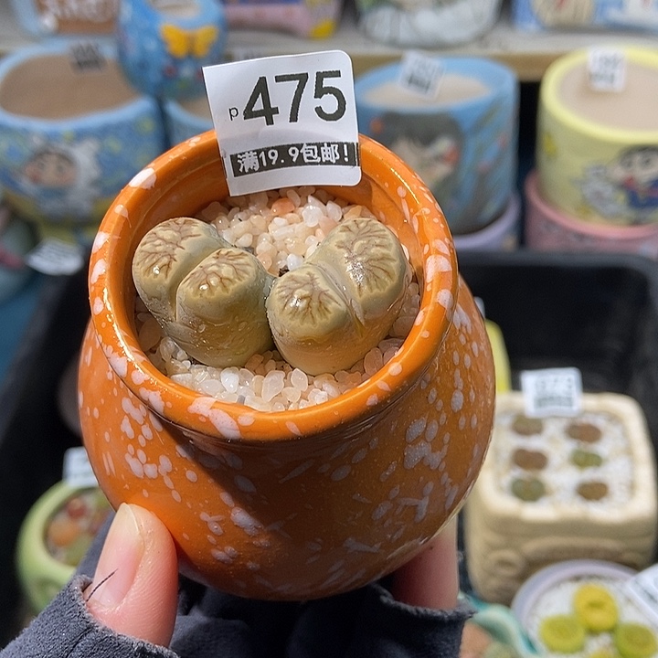 大舅生石花肉锥多肉475