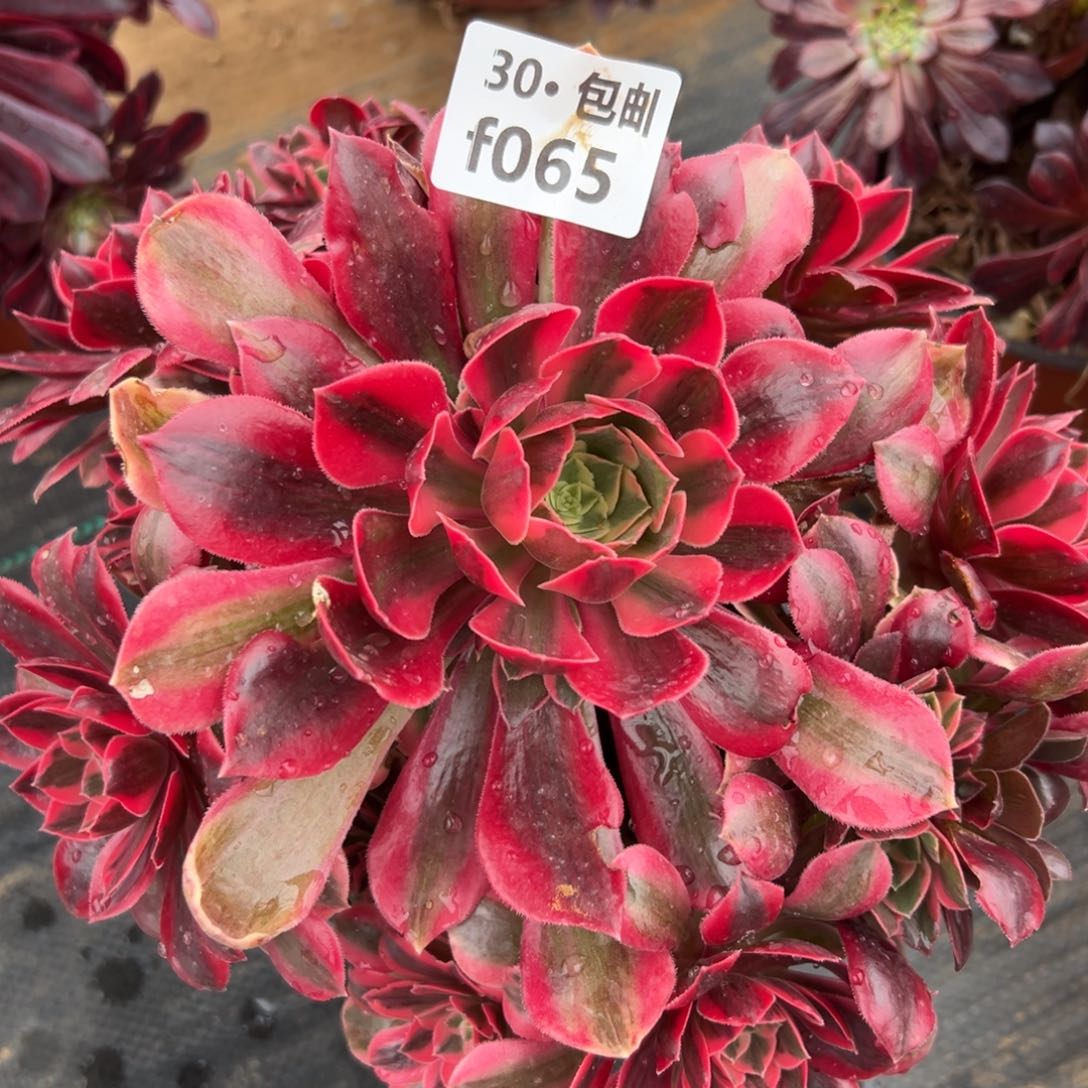 065女妖砍过多肉法师