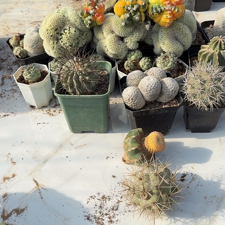 狂刺习志野仙人球开花