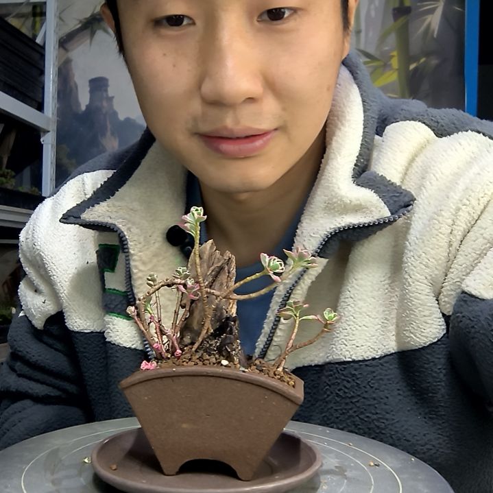 米*木中青园艺一物一拍花275