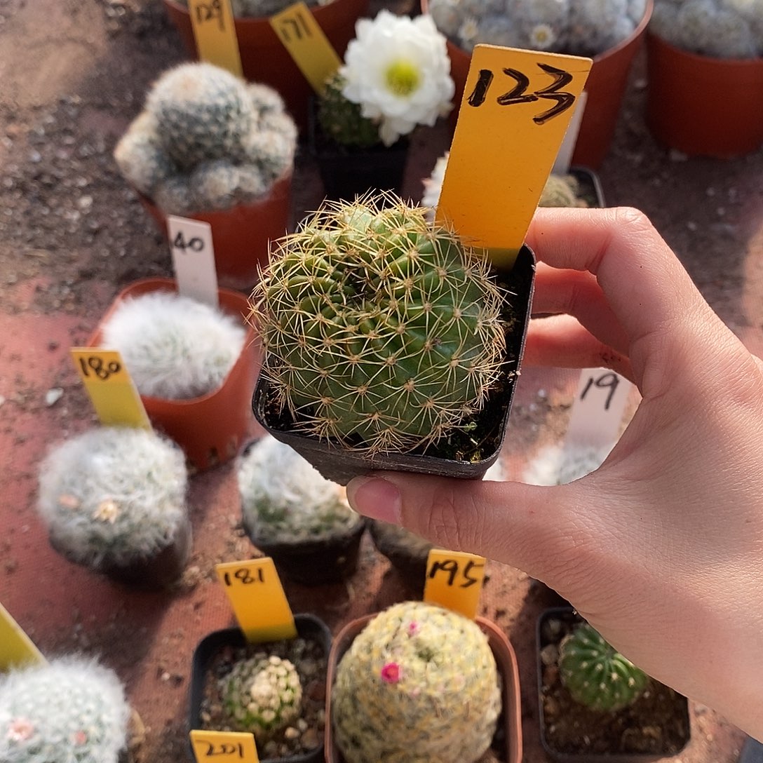 浅***念丽花仙人球仙人球