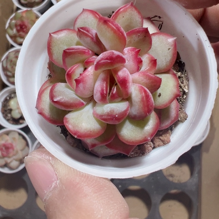 永***間糖心杂精品多肉植物