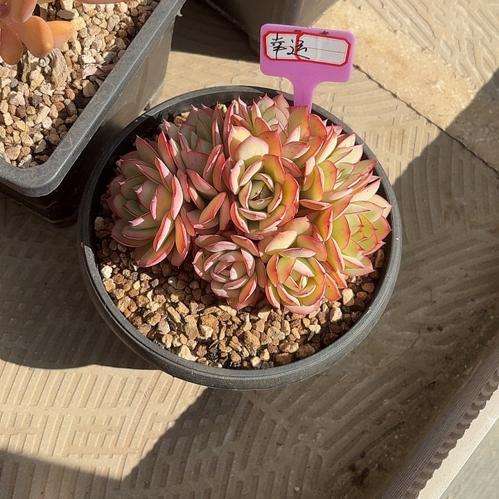 牡丹亭全朵朵多头幸运