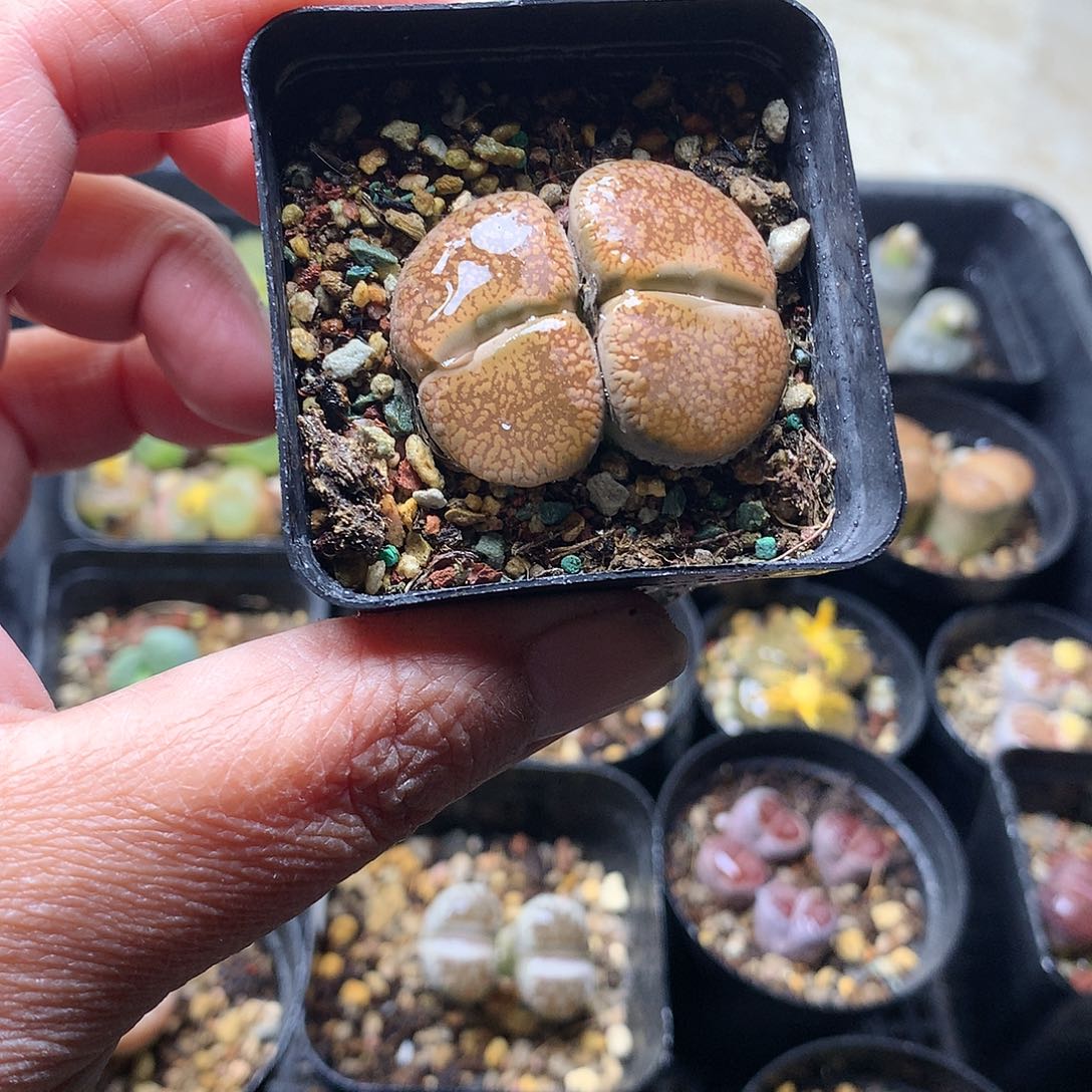 雷*D168多肉植物保护