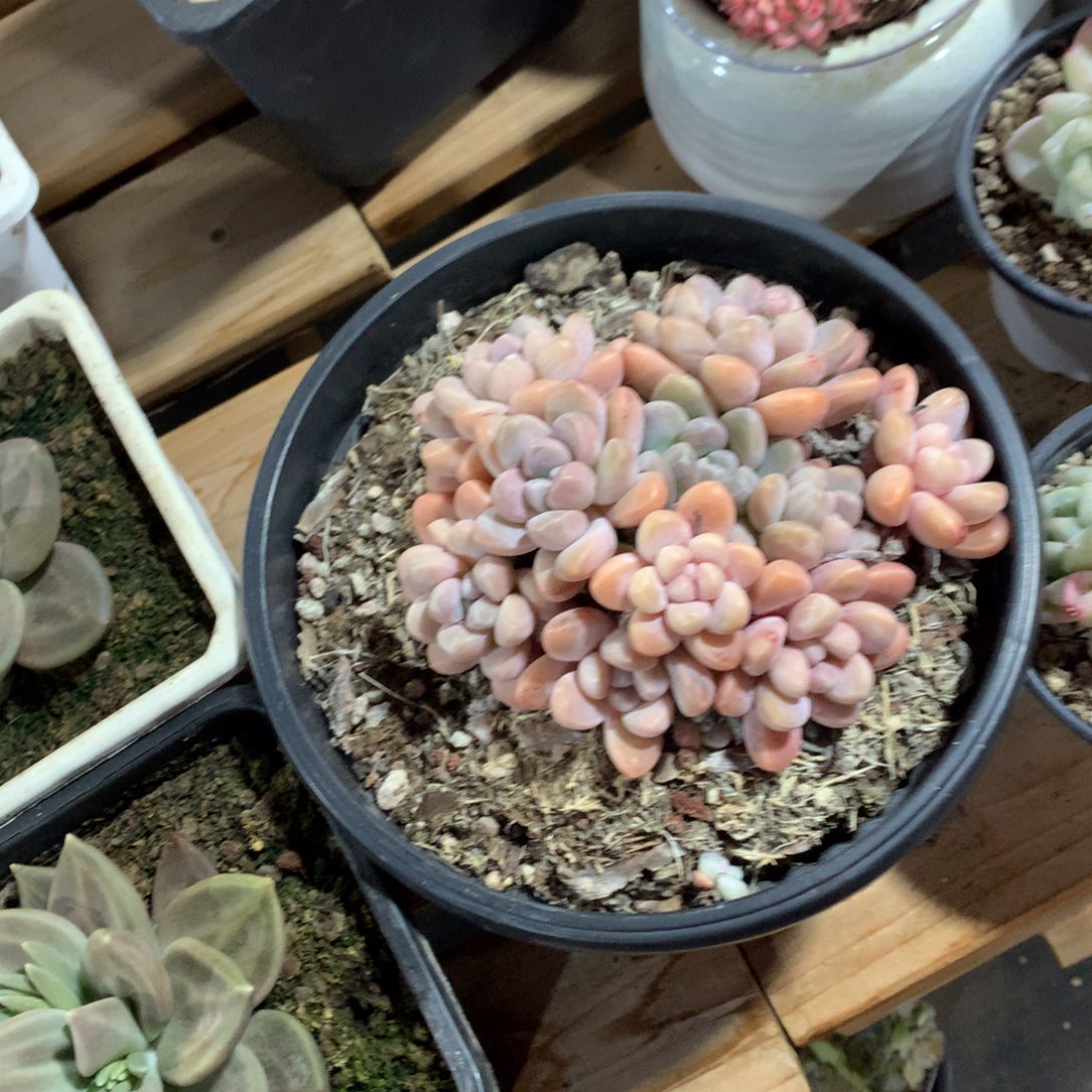 多肉植物多肉植物