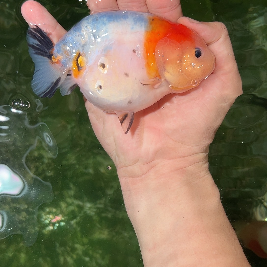 金鱼兰寿金鱼活体链接