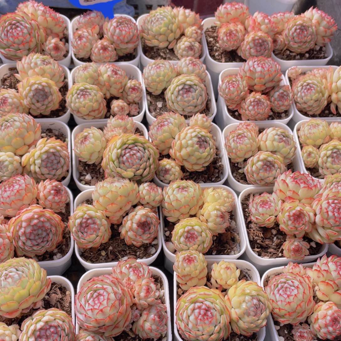 量拍12号 小红船小红p群生一个