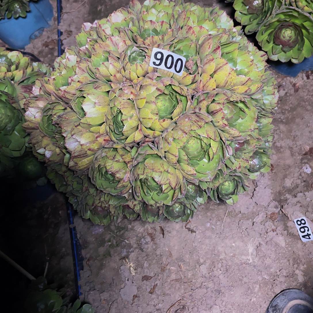 万圣节拉丝14-7包邮法师