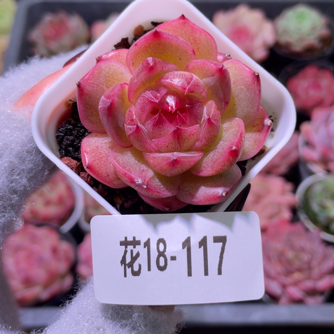 花利美18-117福利珍妮