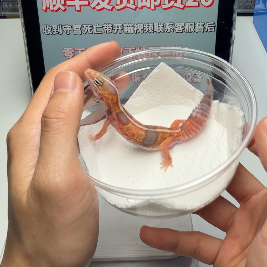 肥尾守宫奶牛橘白弟弟