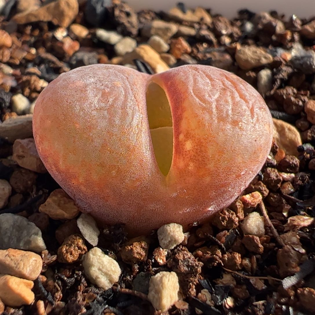 411多肉植物百科