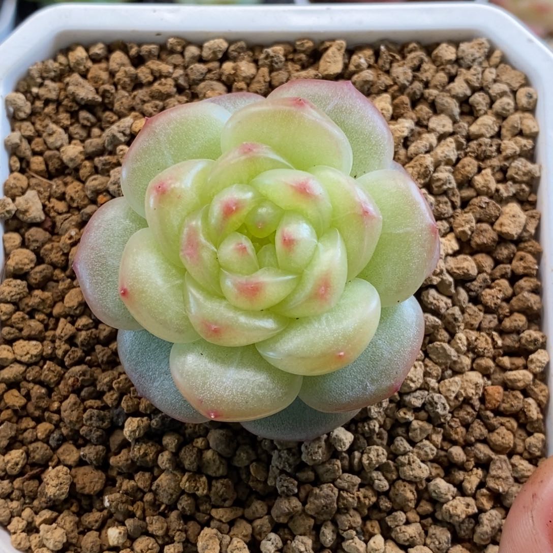 天官赐福百无禁忌