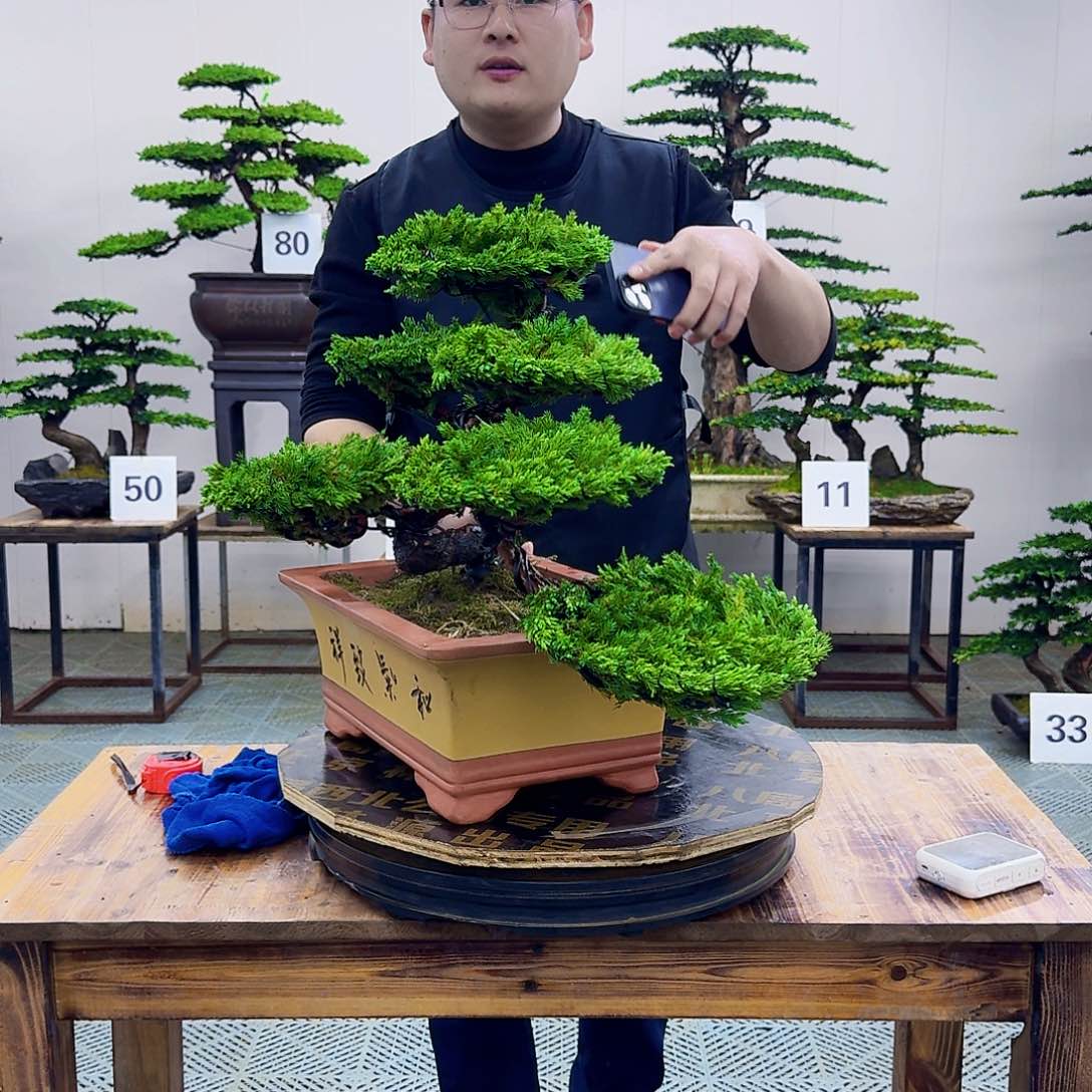 柏树造型盆景盆景