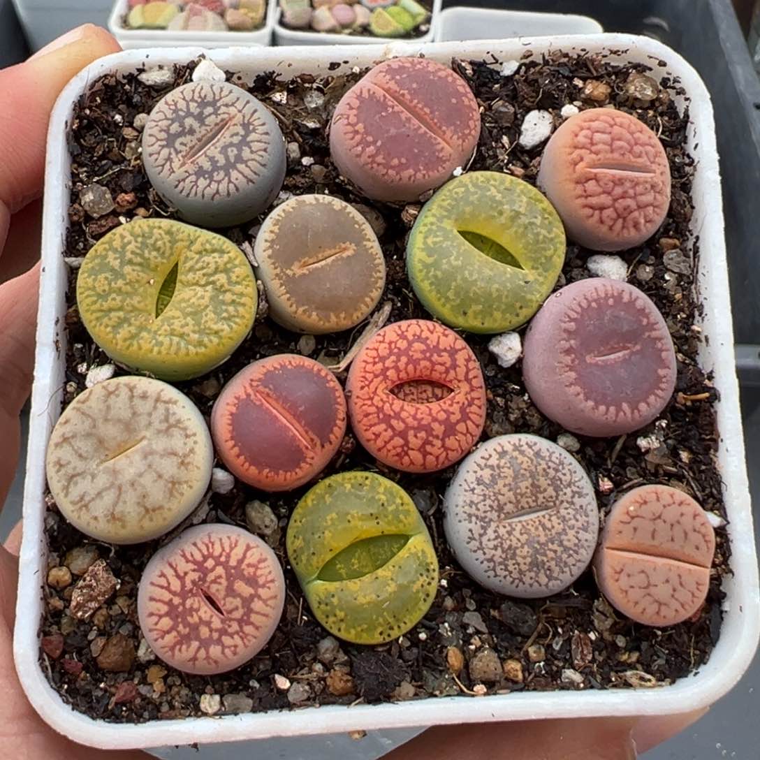 1.18好看的多肉546